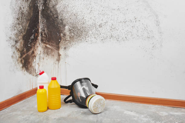 Best Mold Removal Specialists  in Minot Af, ND