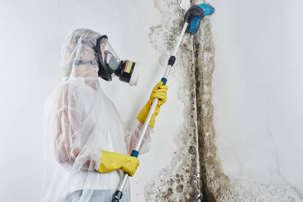 Best Affordable Mold Removal  in Minot Af, ND