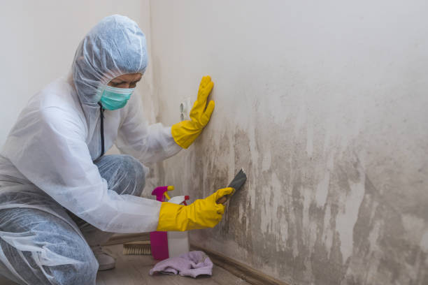 Best Toxic Mold Removal  in Minot Af, ND