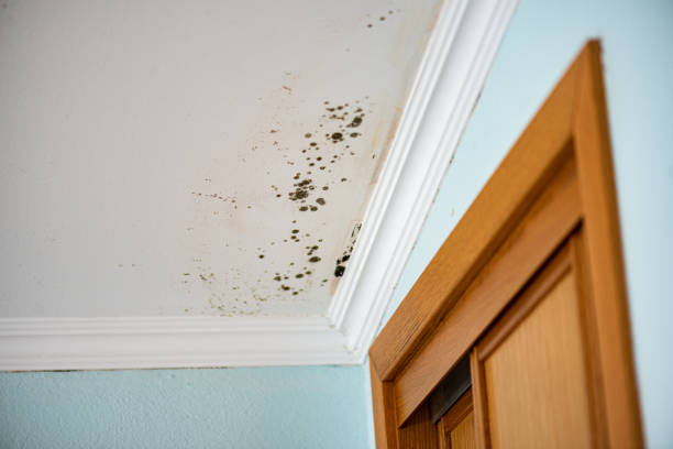 Best Best Mold Removal Companies  in Minot Af, ND