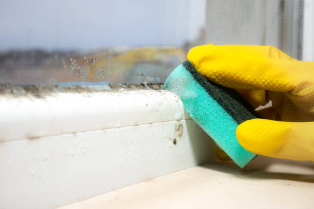 Best Mold Remediation Services  in Minot Af, ND