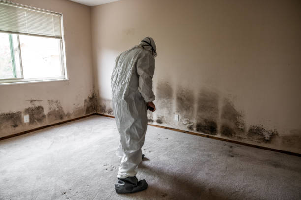 Best Mold Remediation  in Minot Af, ND