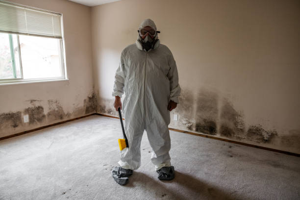 Best Home Mold Removal  in Minot Af, ND