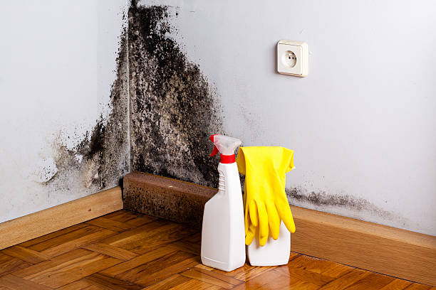 Best Mold Cleaning Services  in Minot Af, ND